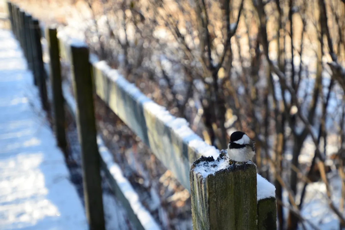 Andrew Haydon Park birds