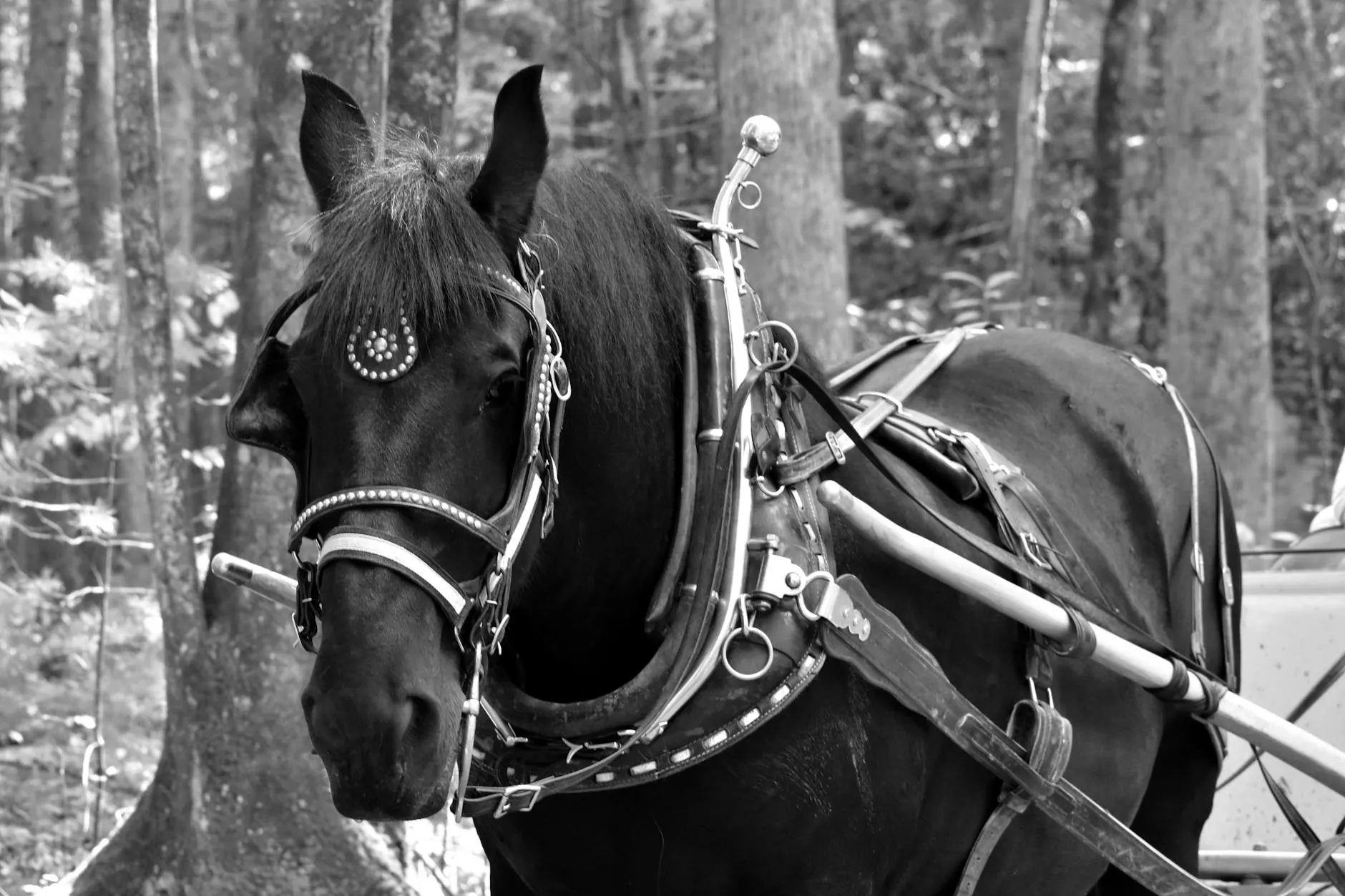 Horse-drawn carriage in ByWard Market
