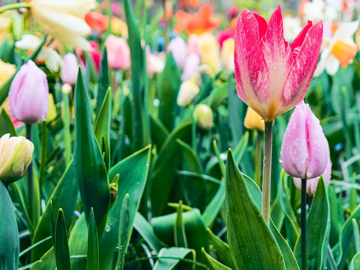 Colorful tulip beds at Commissioners Park Ottawa