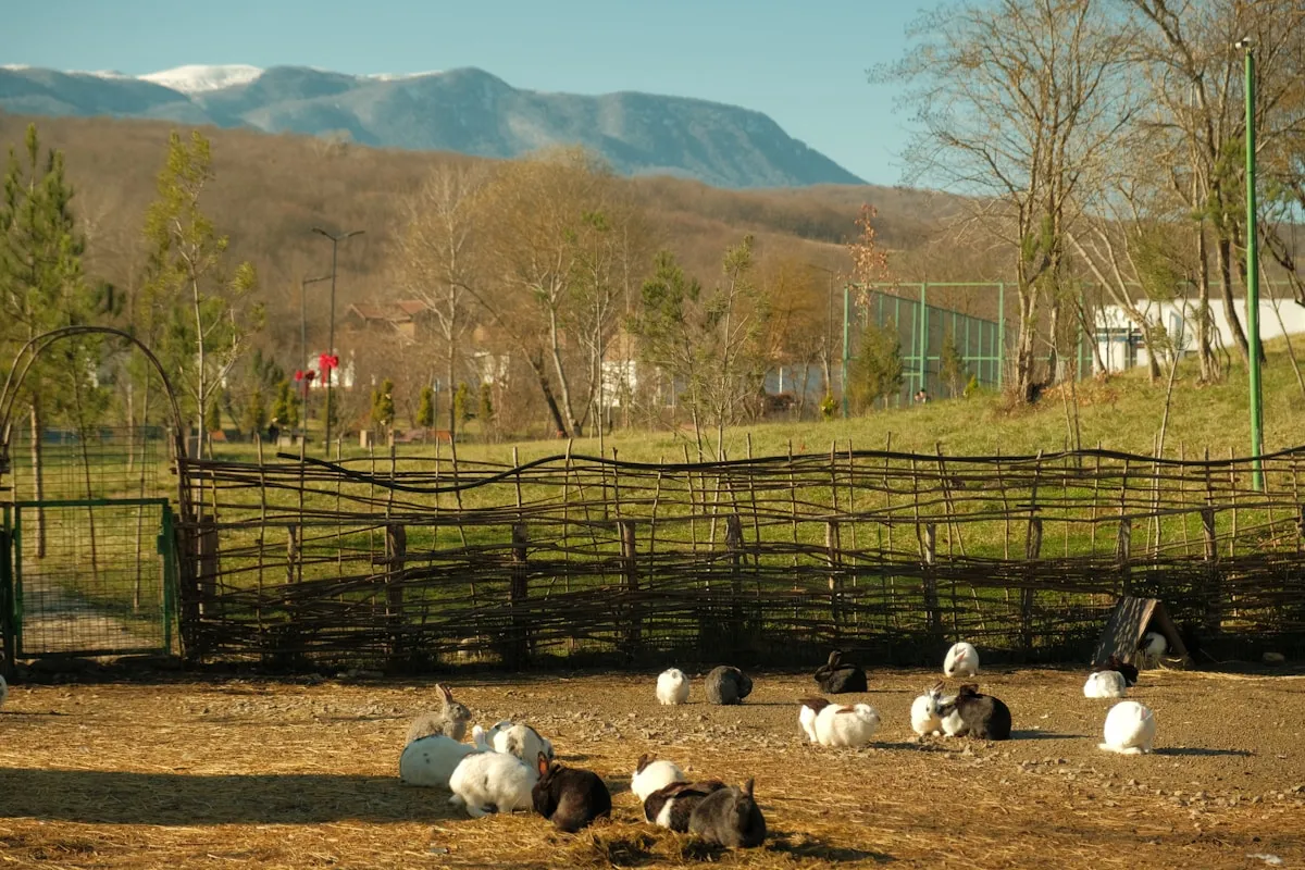Heritage breed livestock at Cumberland Heritage Village