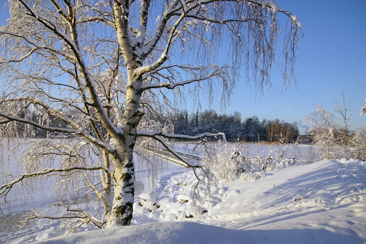 Winter weather conditions in Ottawa with snow-covered landscape