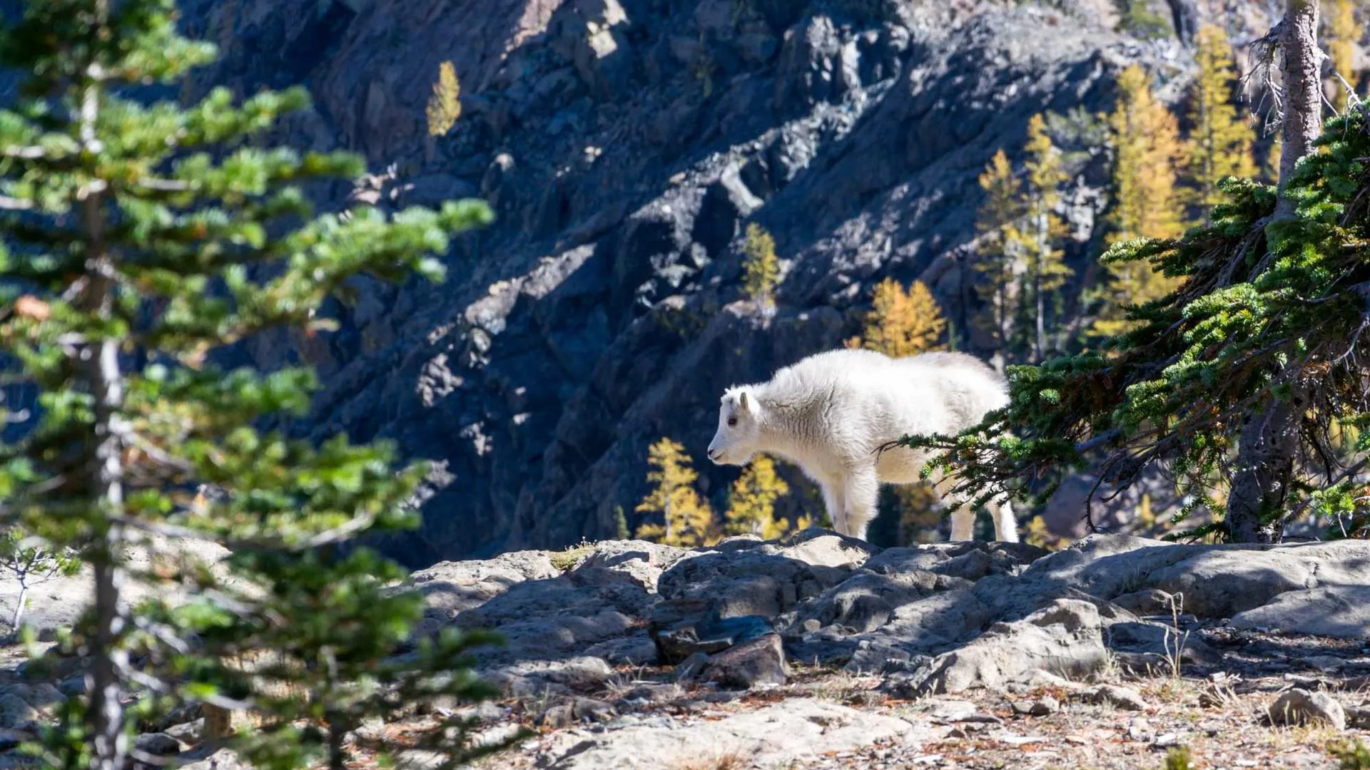 Ottawa Public Library programs