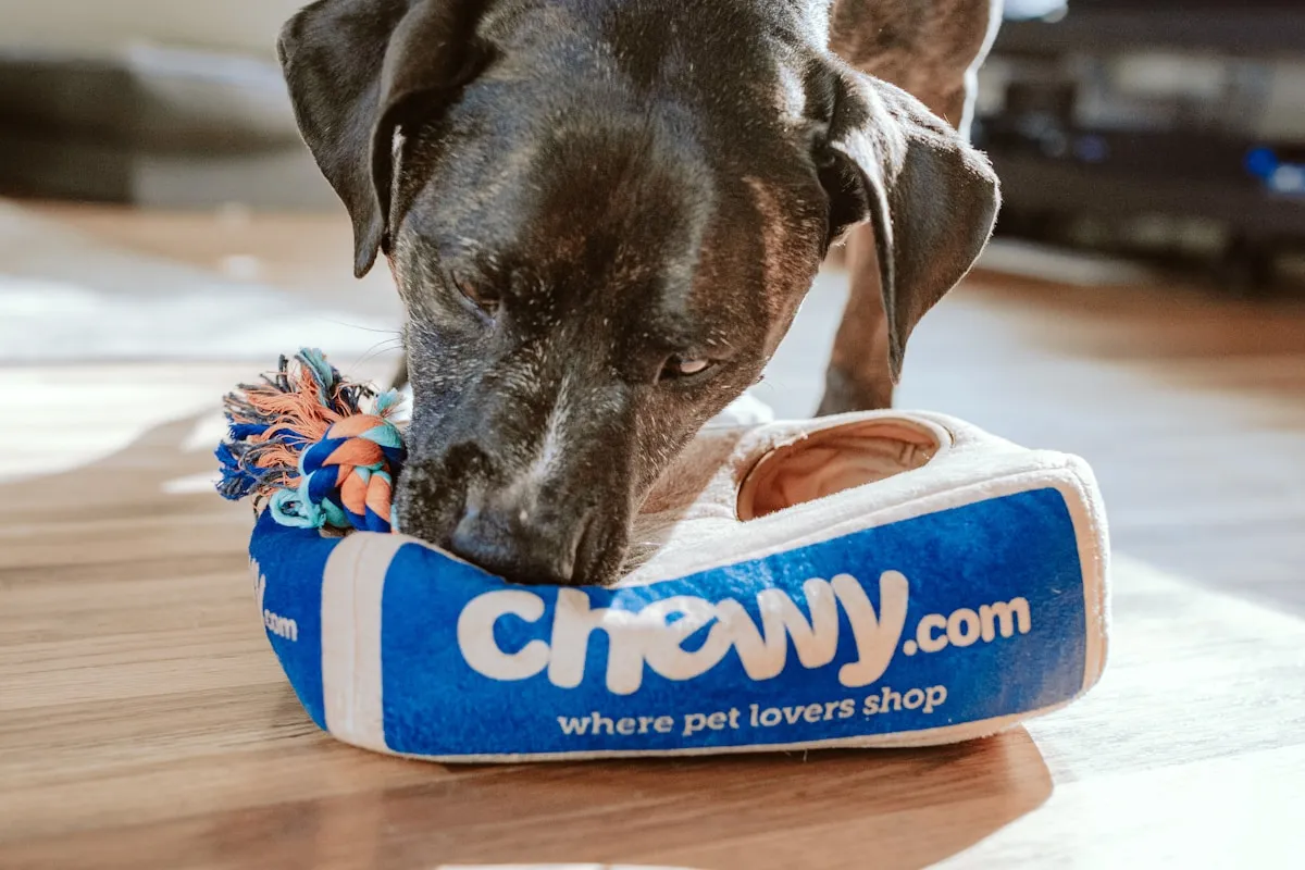 Off-leash dog park Ottawa