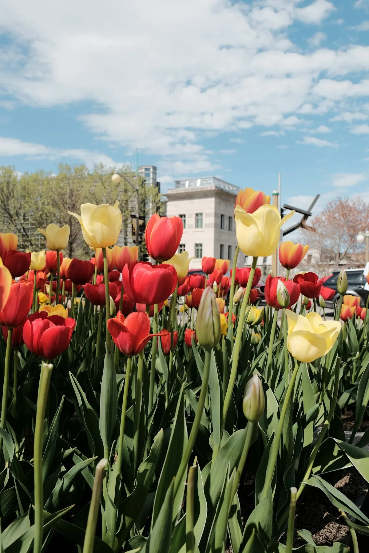 Dow's Lake tulips
