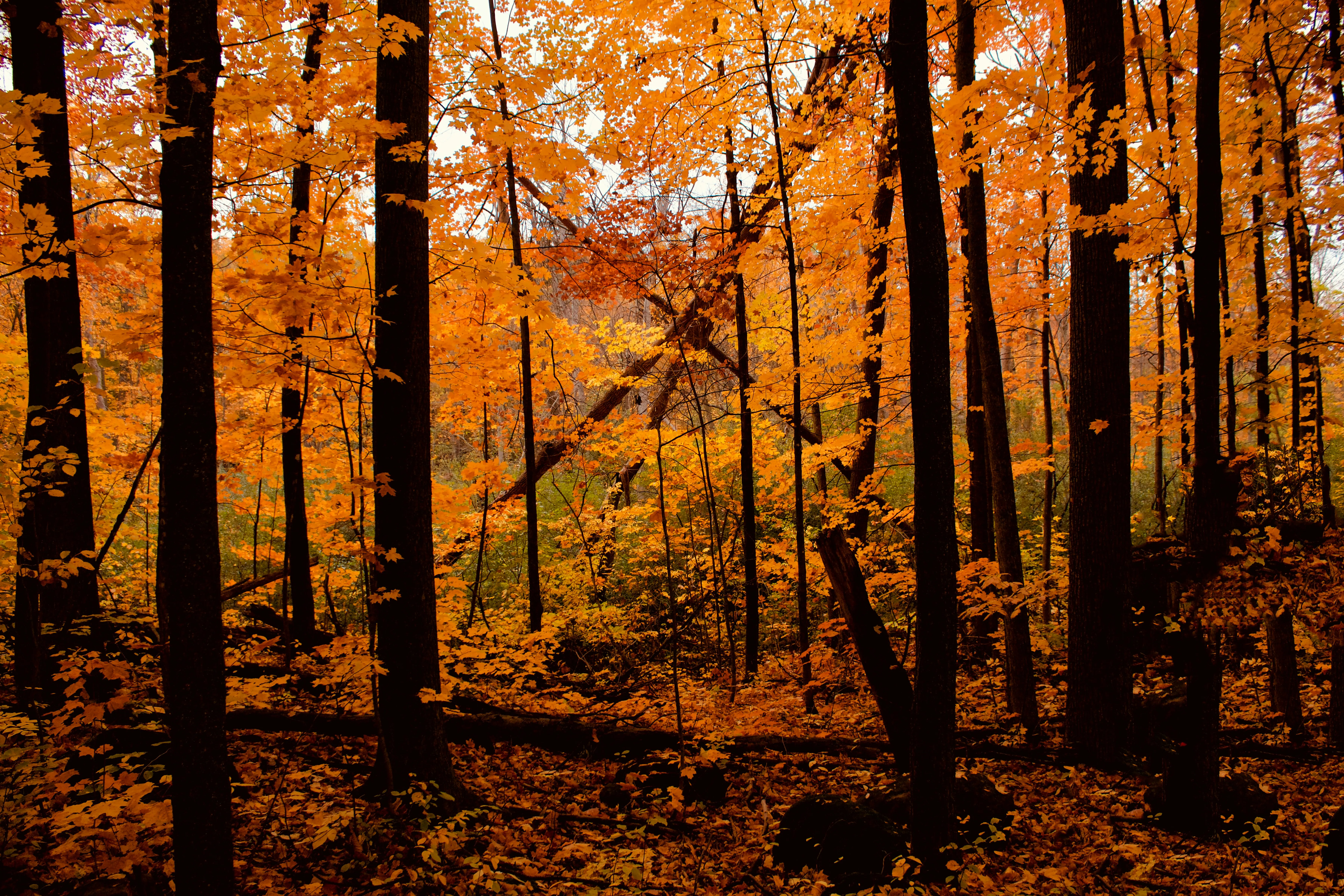 Forest path covered in autumn yellow leaves in Gatineau Park