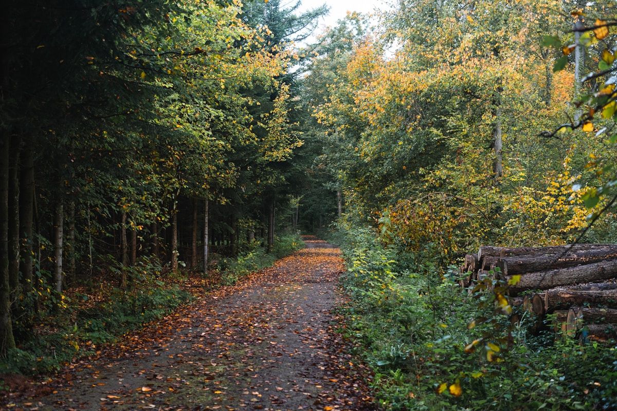 Best Hiking Trails Near Ottawa: 25 Scenic Routes for Every Skill Level