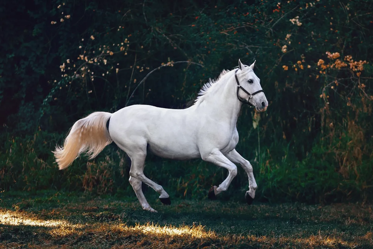 Horses at Mādahòkì Farm providing therapeutic experiences