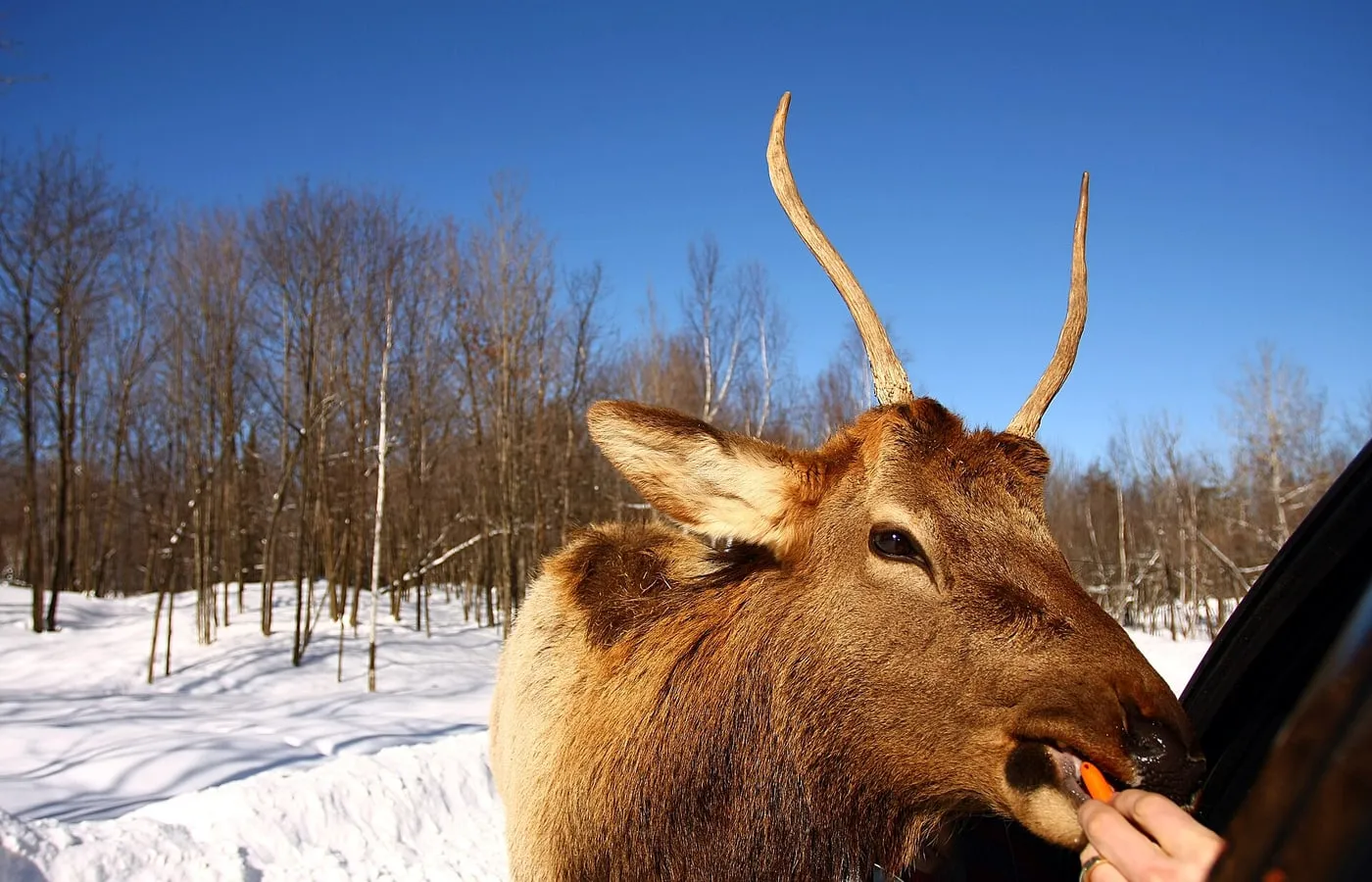 Montebello day trip FAQ graphic with Parc Omega, carrots, pets, tickets, and Chateau questions