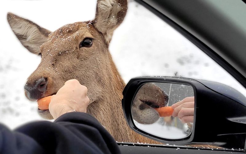 Montebello Day Trip from Ottawa: Omega Park Guide