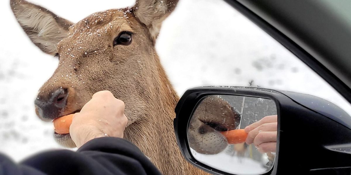 Montebello Day Trip from Ottawa: Omega Park Guide