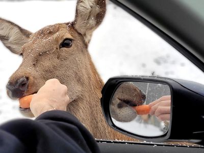 Montebello Day Trip from Ottawa: Omega Park Guide