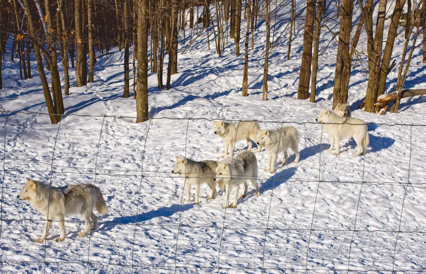 Montebello and Parc Omega seasonal planning across winter, spring, summer, and fall