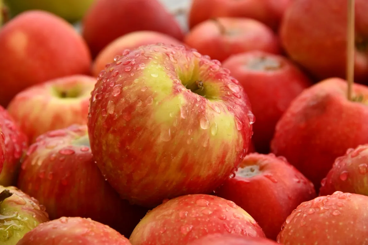 Rows of apple trees at Mountain Orchards