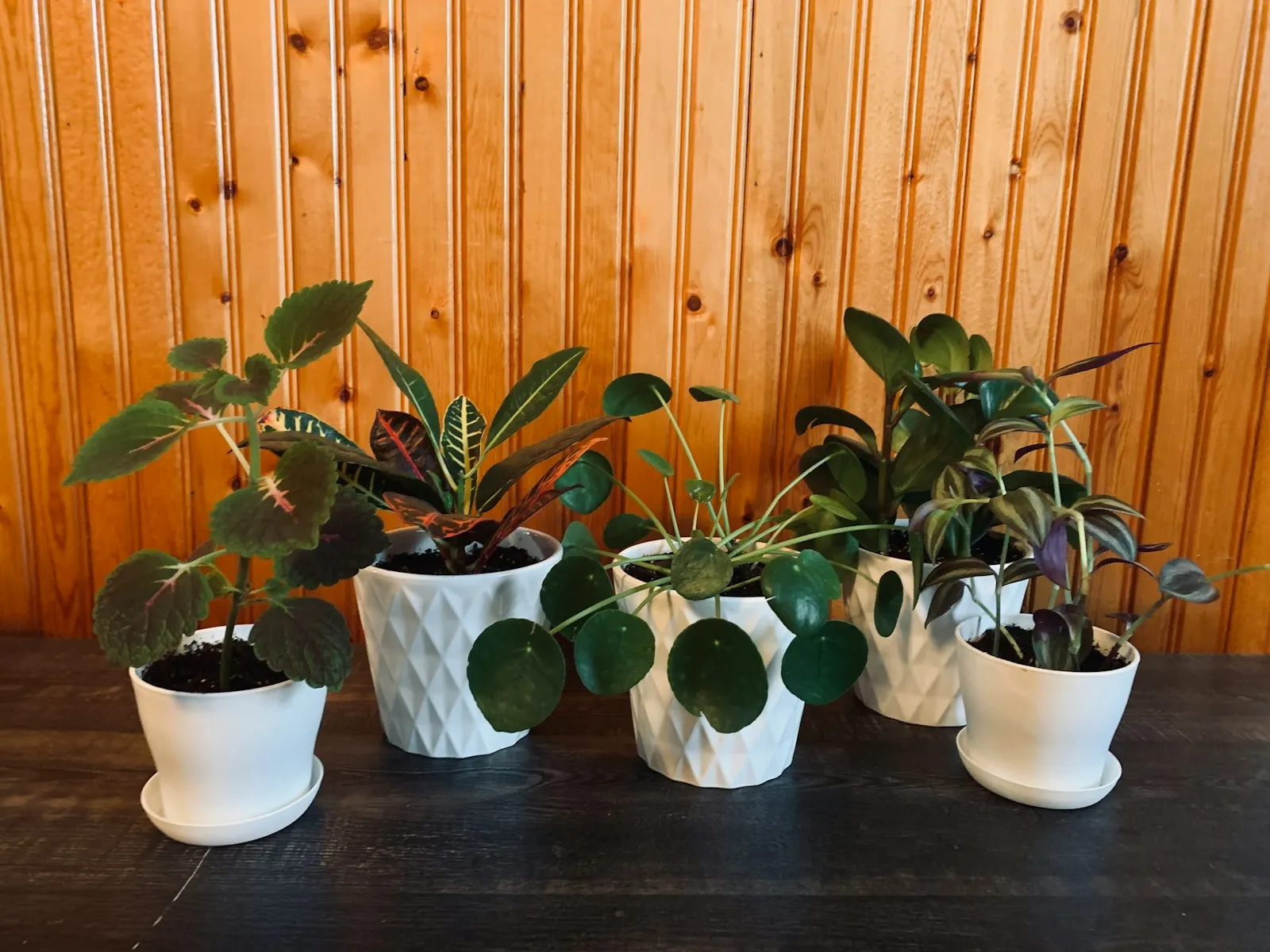 Beginner-friendly houseplants on a shelf