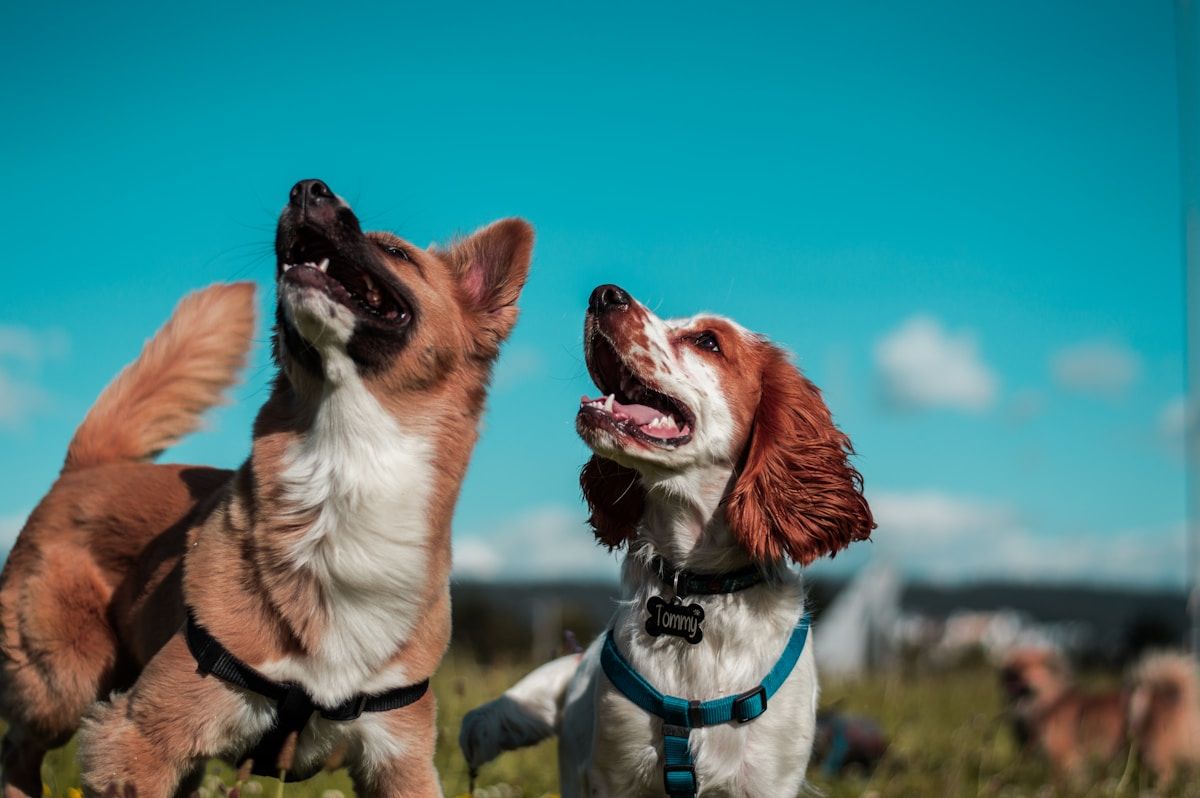 Ottawa Dog Parks Guide 2025: Best Off-Leash Areas for Your Pet