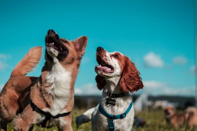 Ottawa Dog Parks Guide 2025: Best Off-Leash Areas for Your Pet