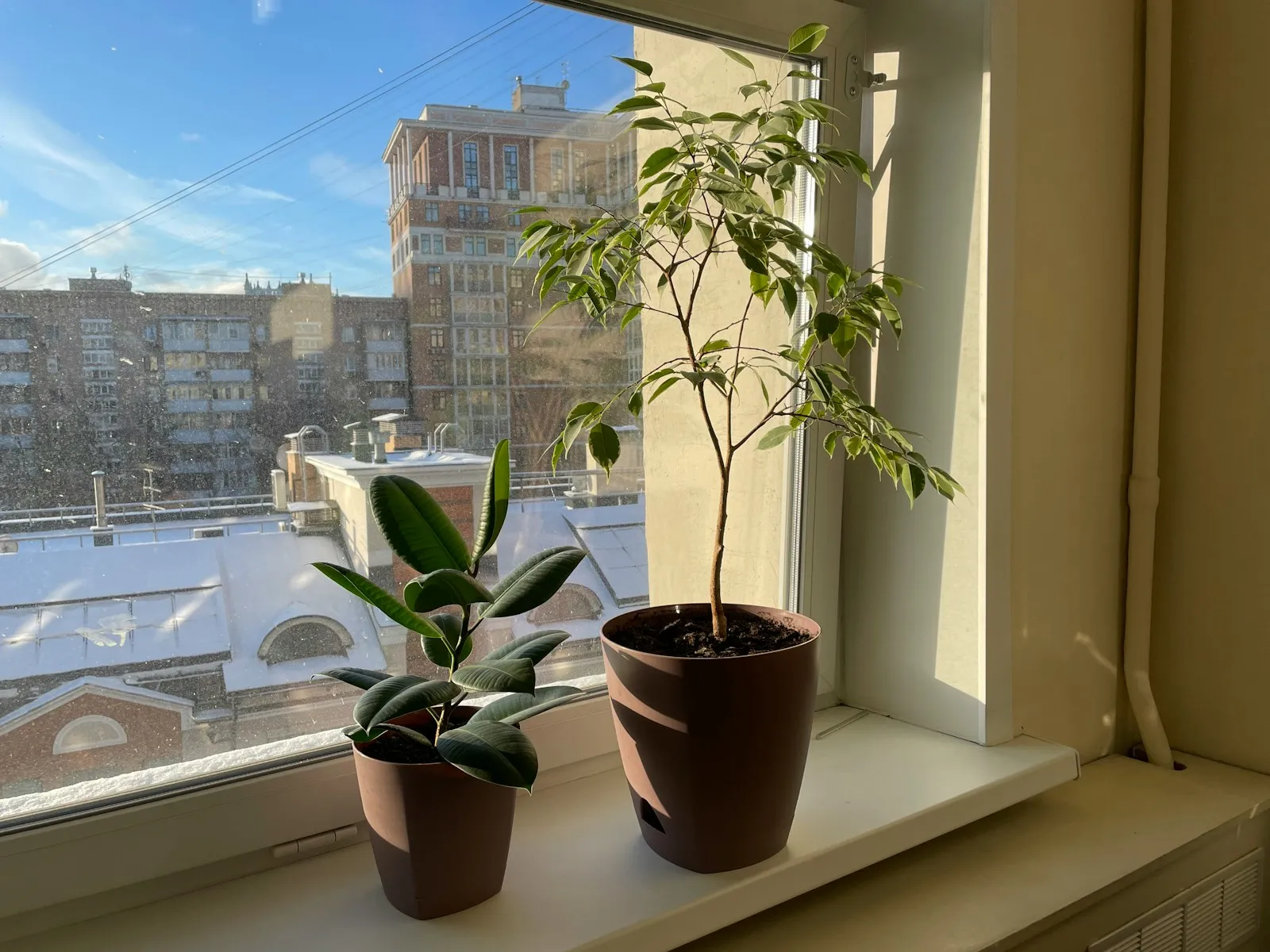 Houseplants by a bright window on a winter day