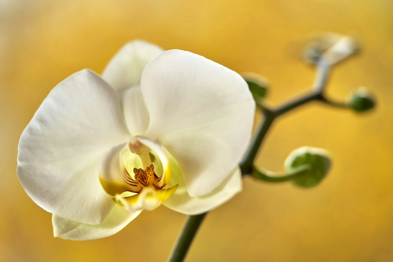 Close-up of orchids and tropical houseplants