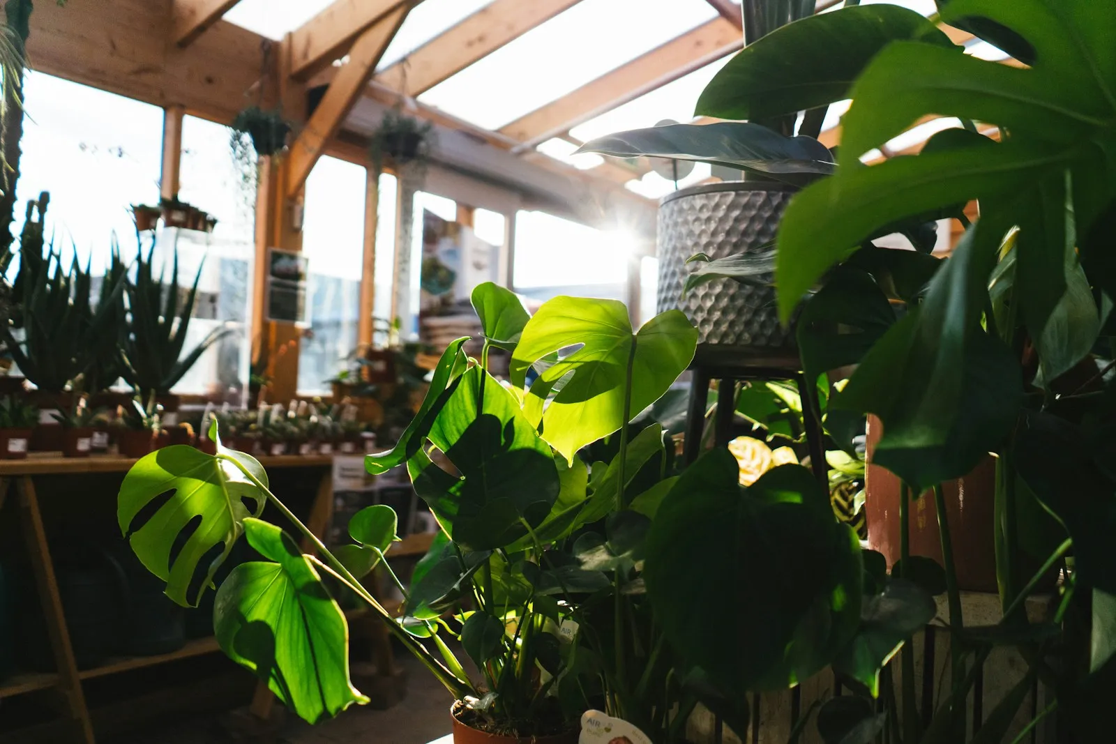 Boutique plant shop interior with curated pots