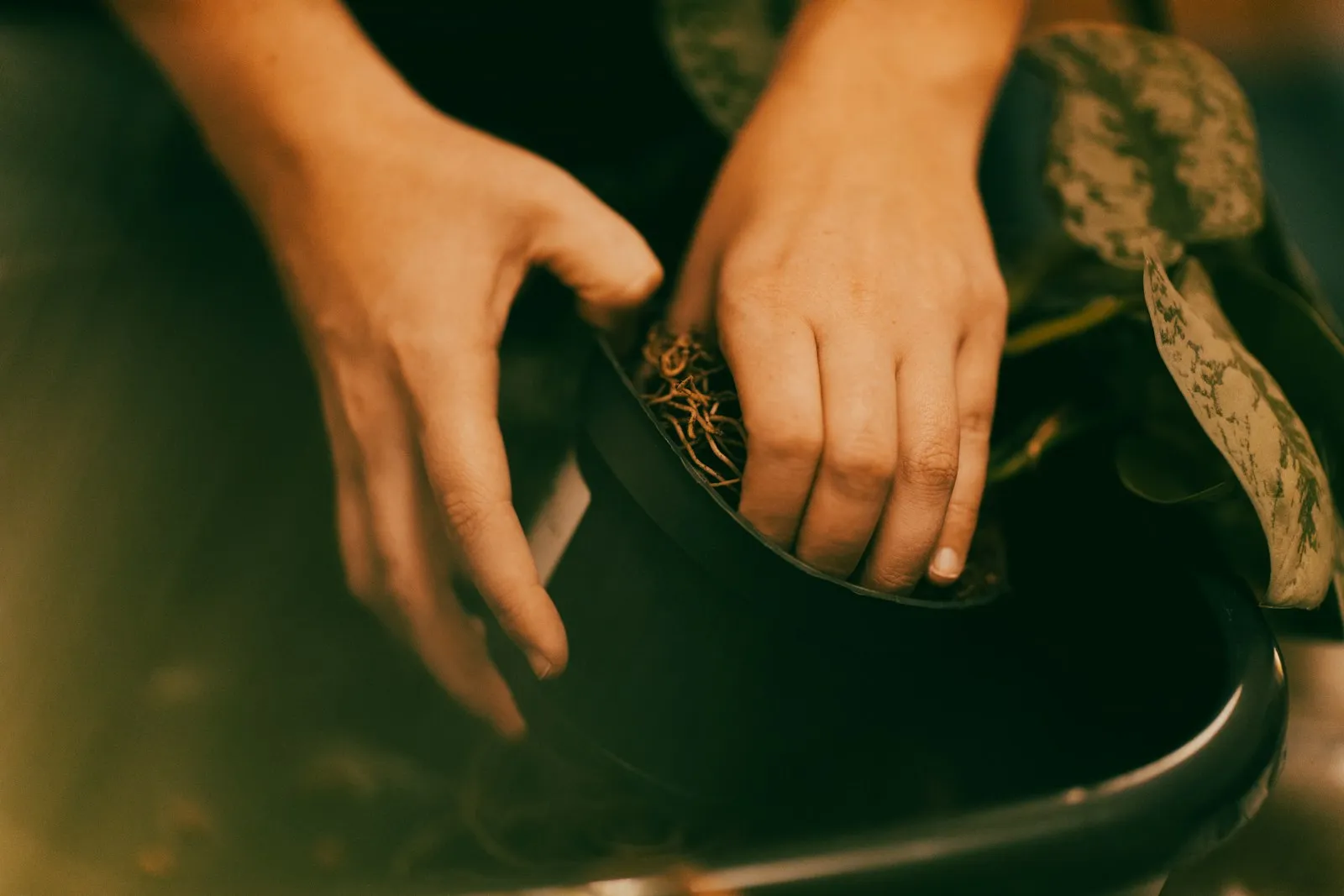 Close-up of hands repotting a plant
