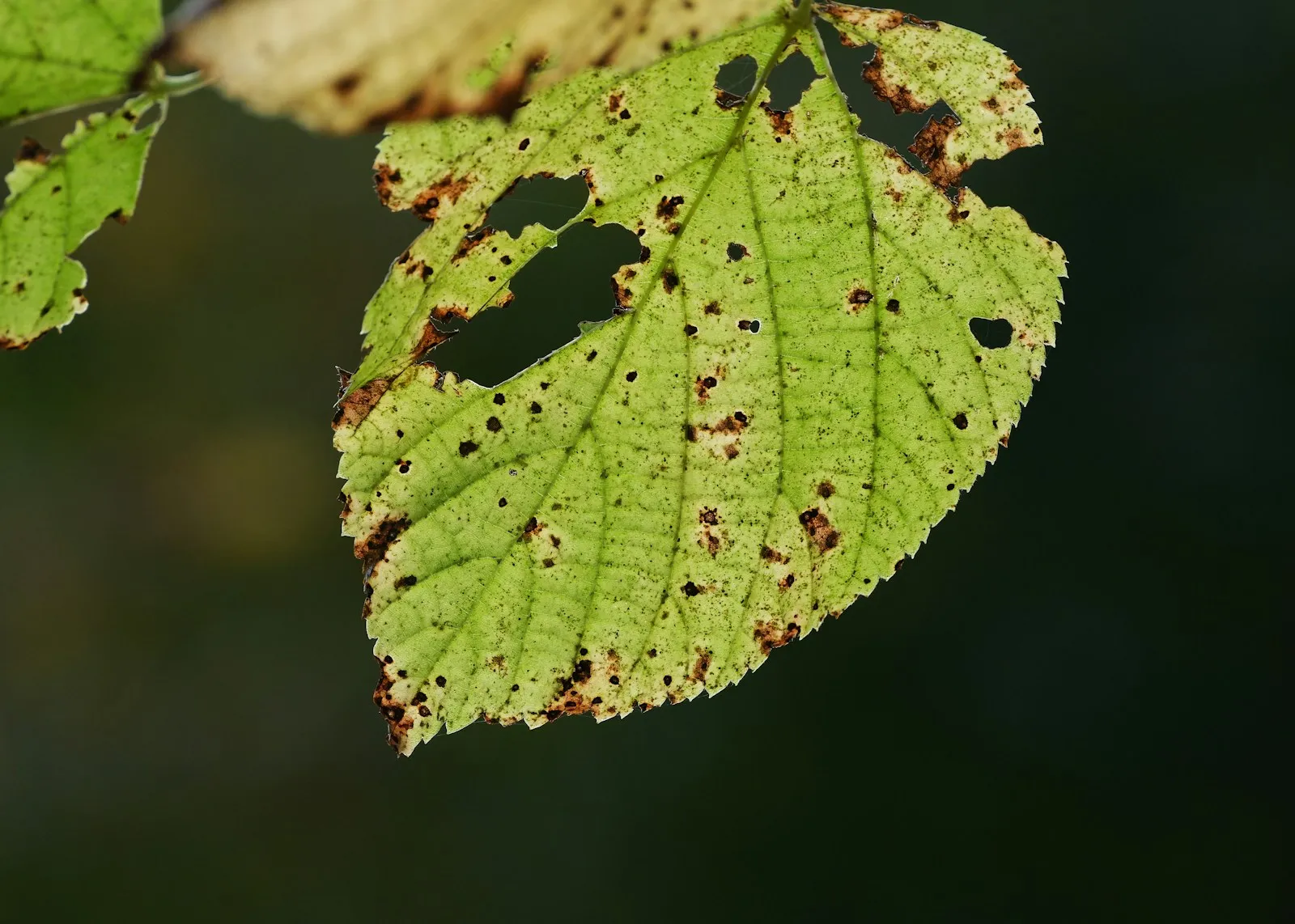 Close-up of a leaf with pest damage