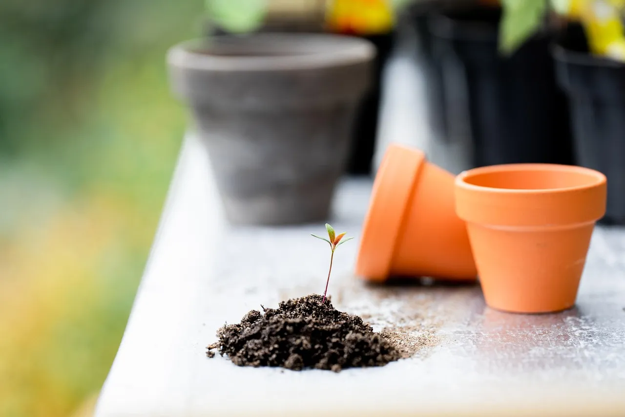 Plant care tools and labels on a table