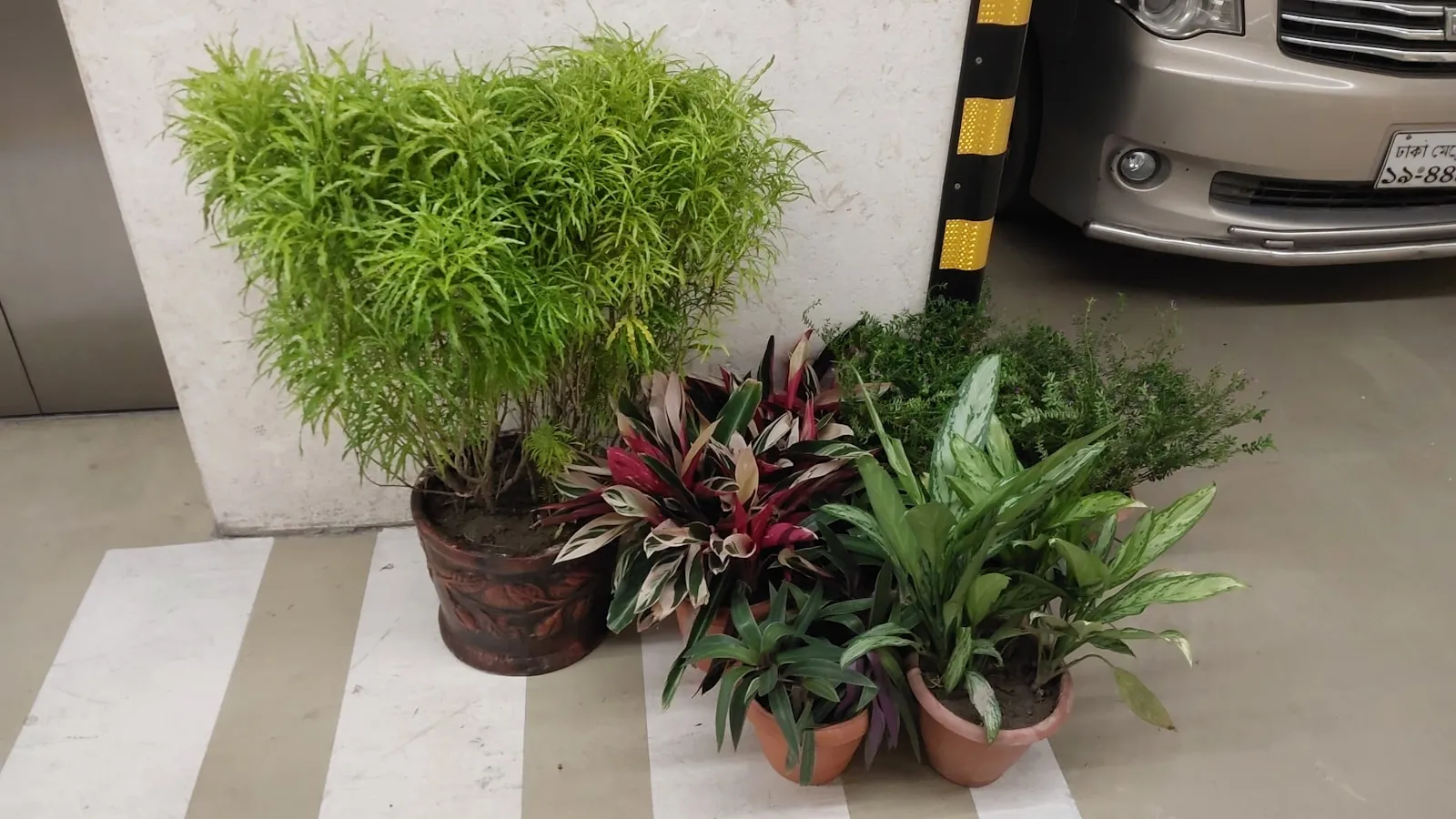 Ottawa plant shop counter with small plants