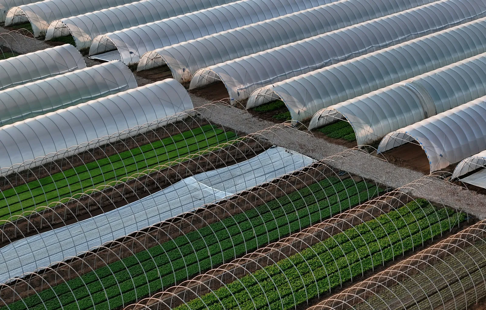 Rural nursery with rows of trees and shrubs