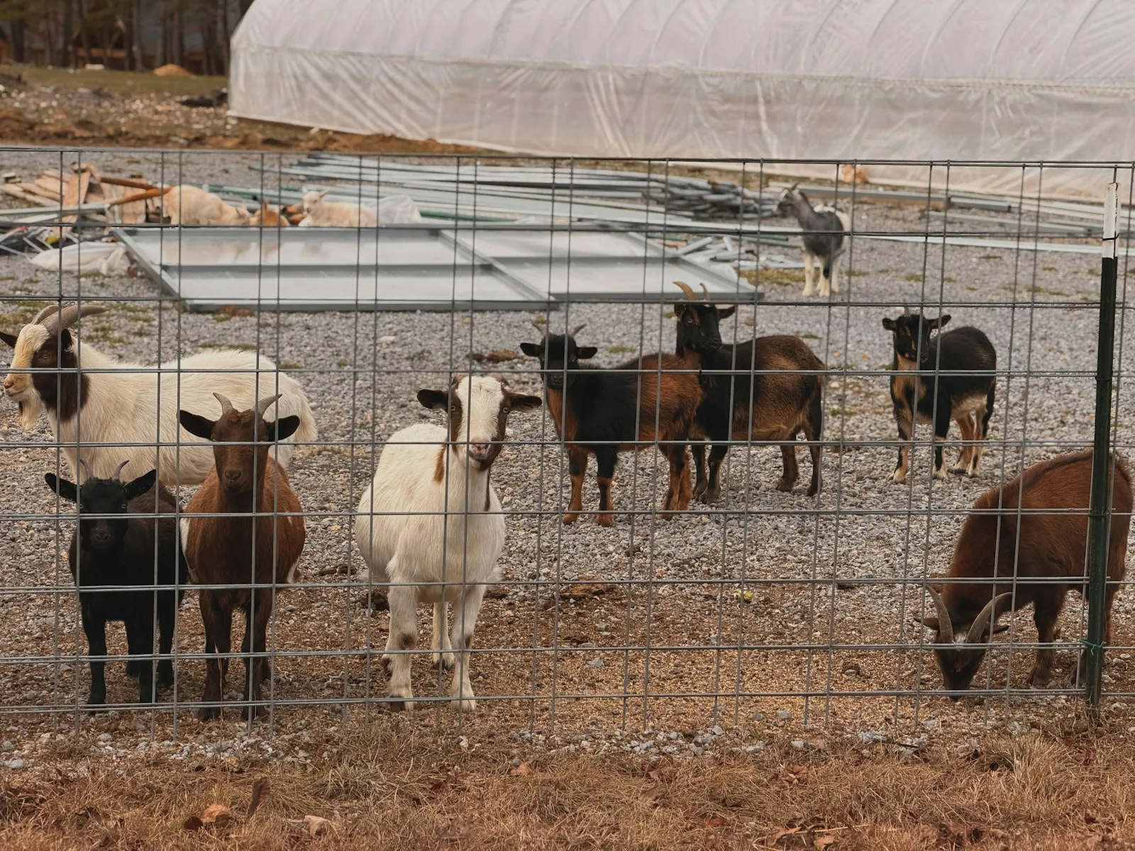 Goats and sheep in a small paddock