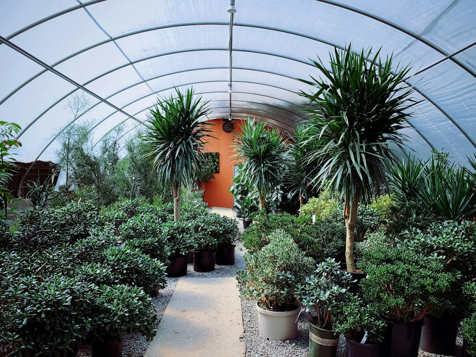 Greenhouse interior in winter with tropical plants