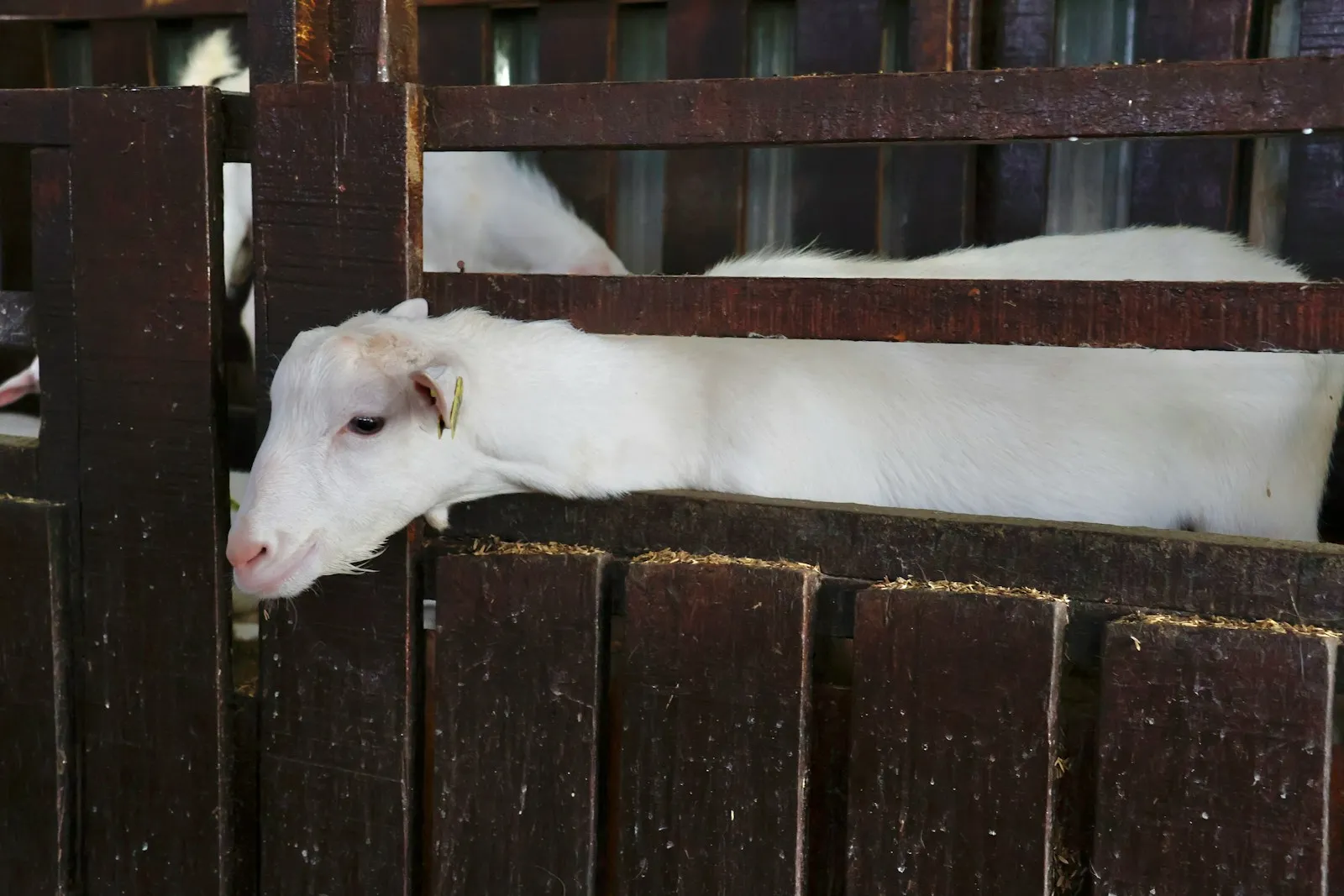 Rural farm landscape with animals