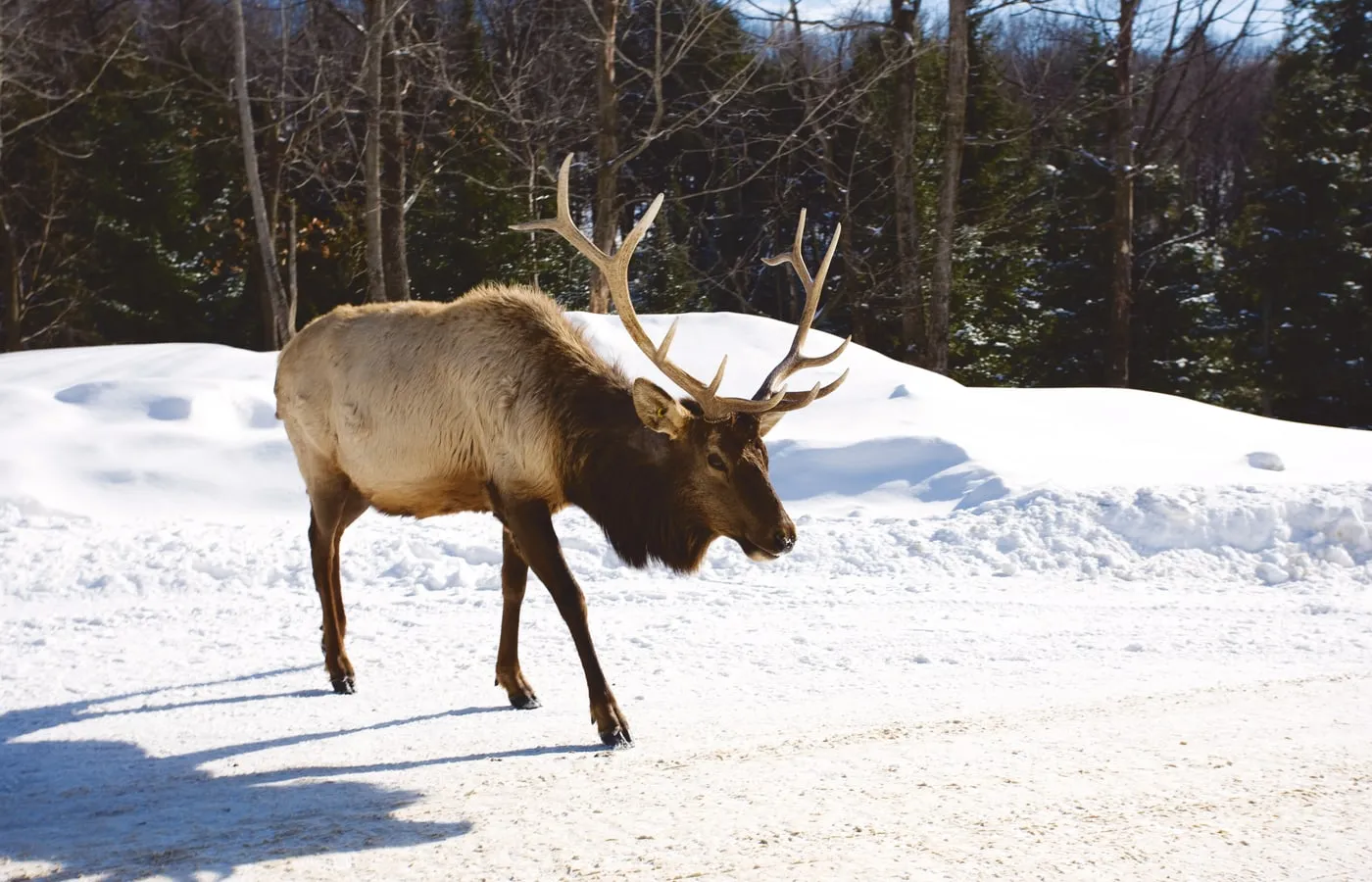 Parc Omega drive-through wildlife route with deer and forest scenery