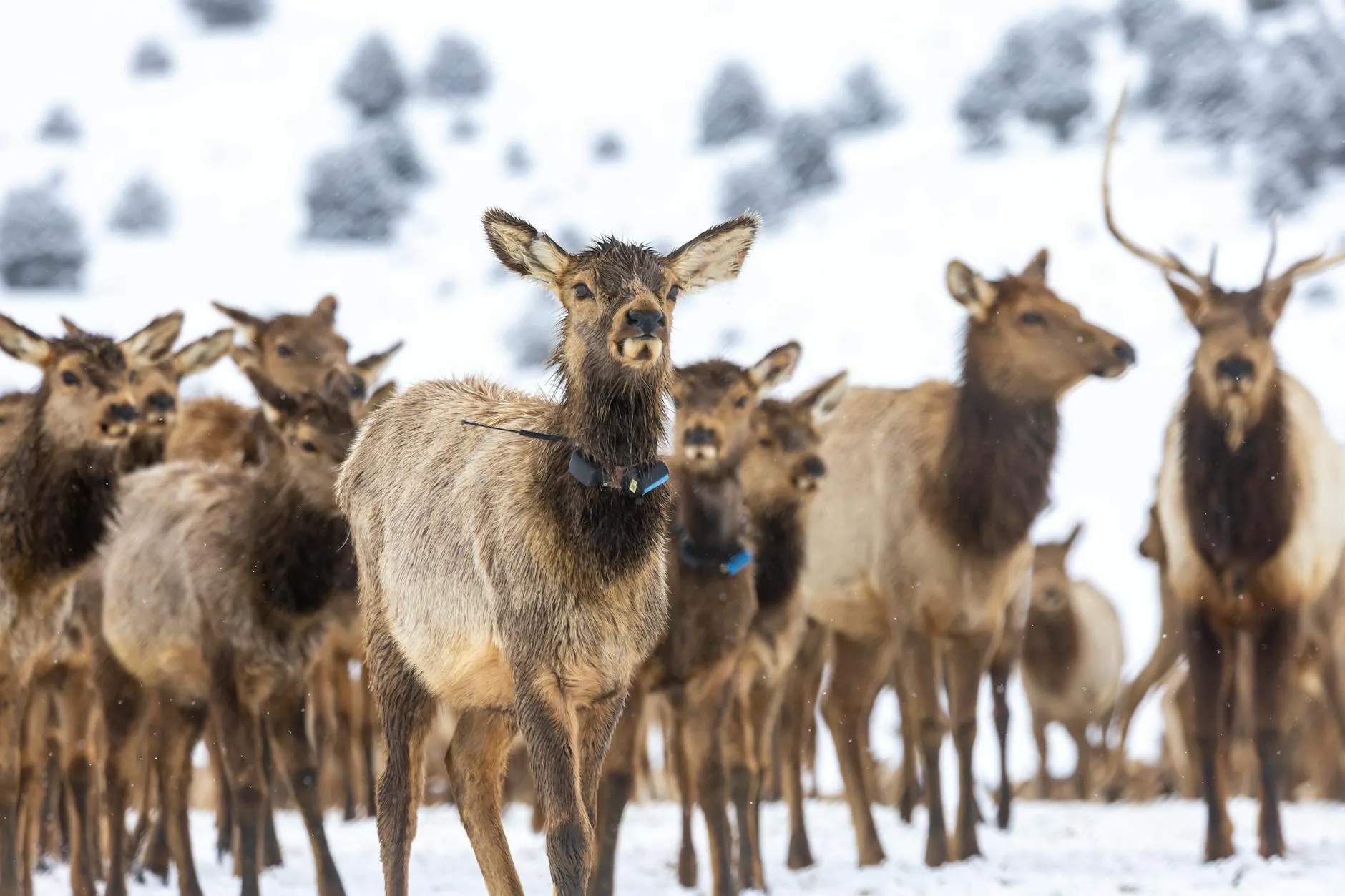 Parc Omega and regional day trip feel in late winter