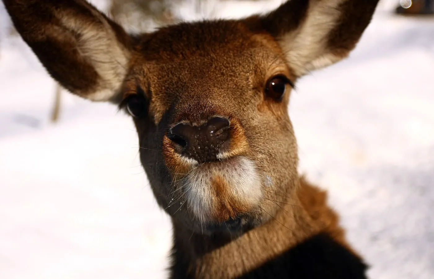 Parc Omega planning scene with route, tickets, carrots, and food stops