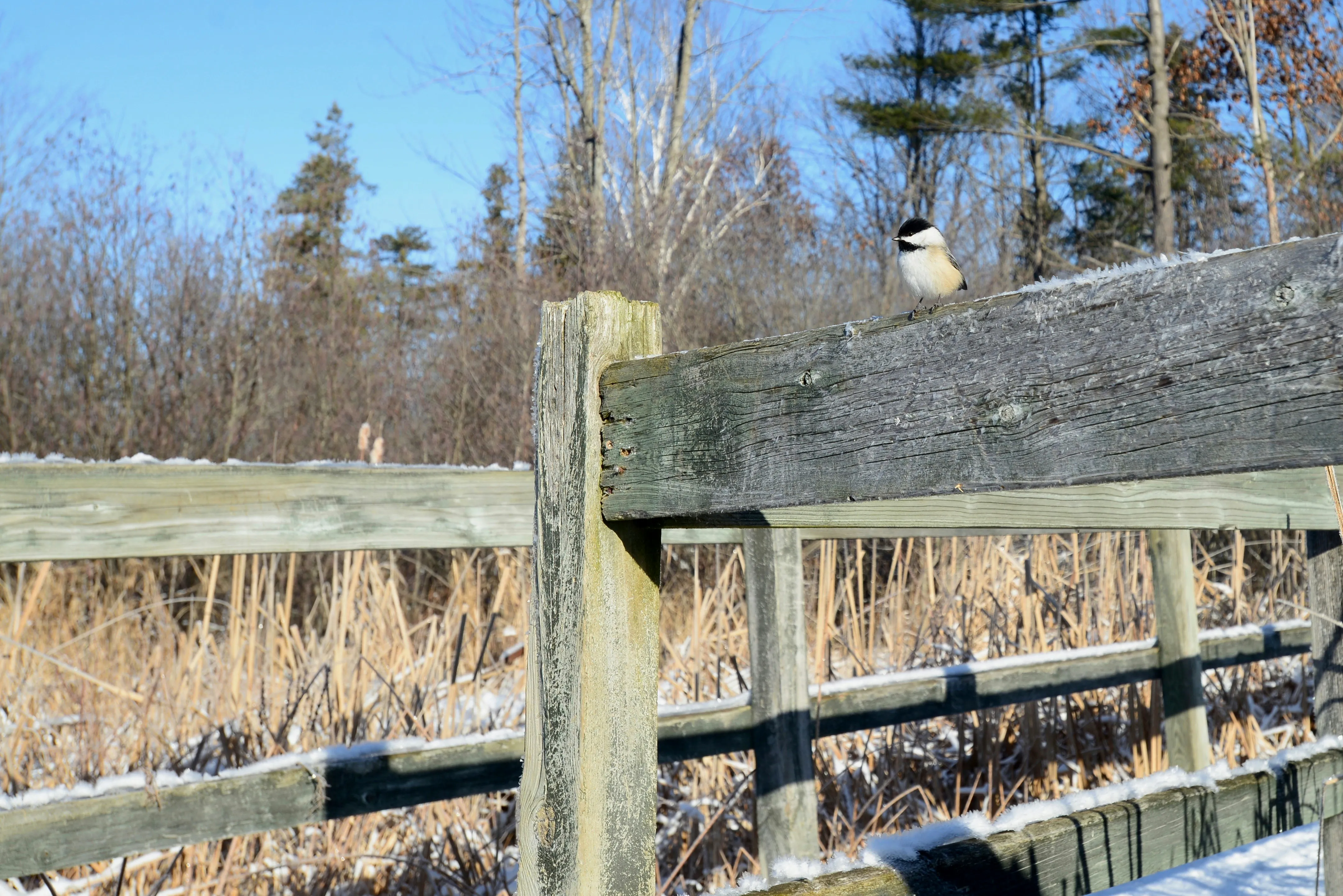 Petrie Island birding
