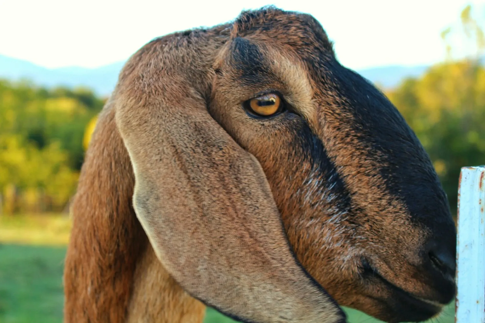 Close-up of a goat at a petting farm