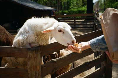 Petting Zoos in Ottawa for Gentle, Hands-On Farm Days