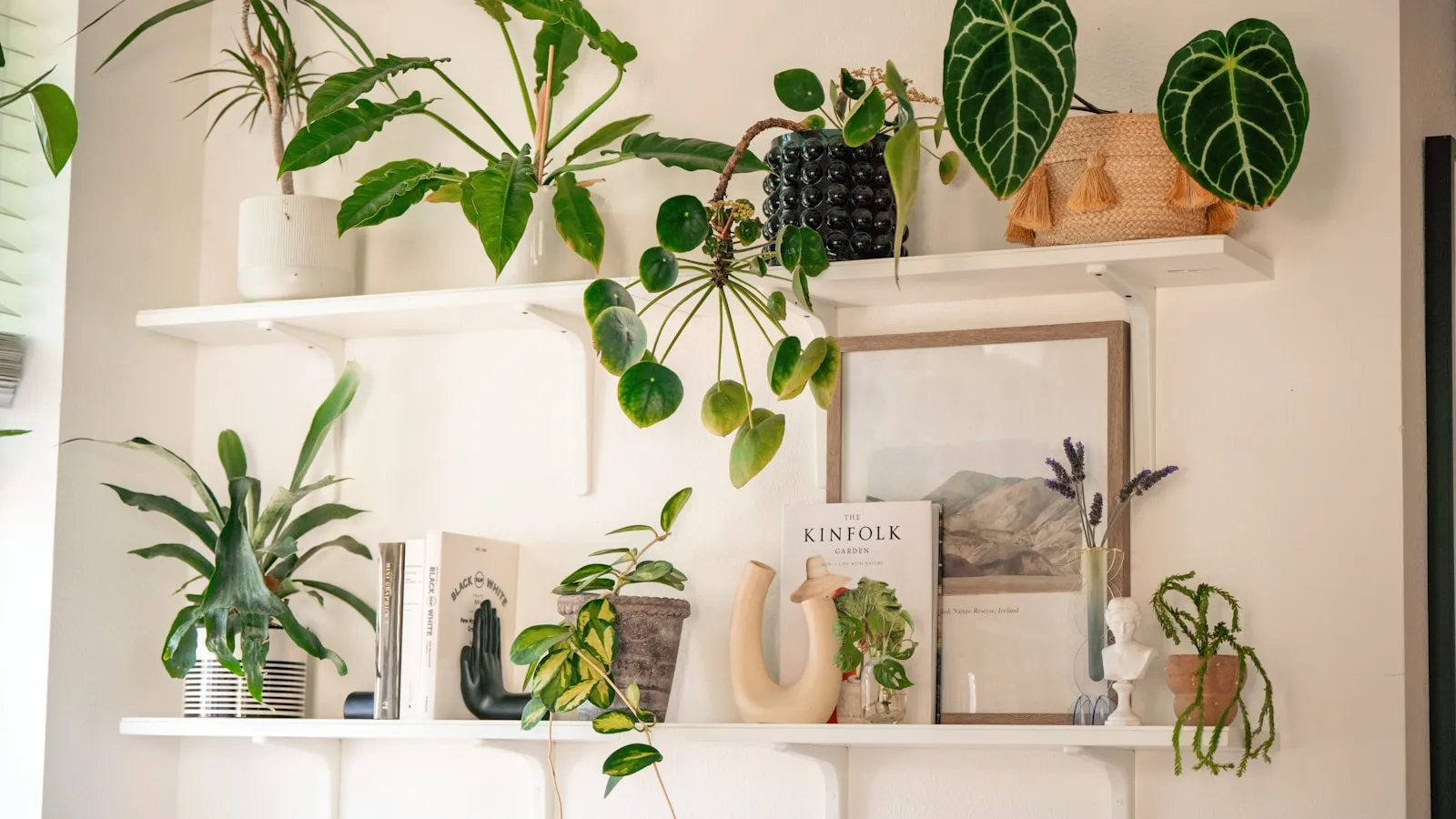 Sunlit greenhouse filled with houseplants in Ottawa