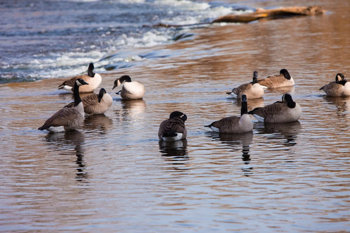 Rideau River corridor birds