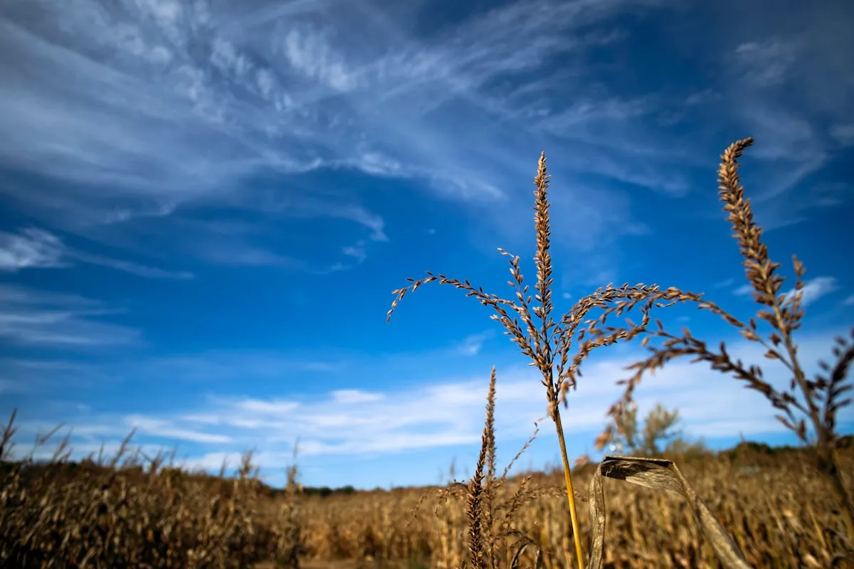 Corn maze at Saunders Farm Ottawa