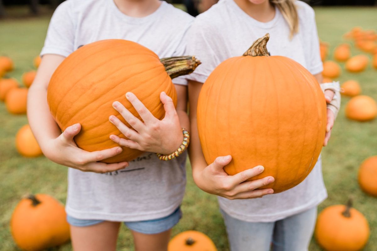 Saunders Farm Ottawa: Complete Guide to PumpkinFest, FrightFest & More