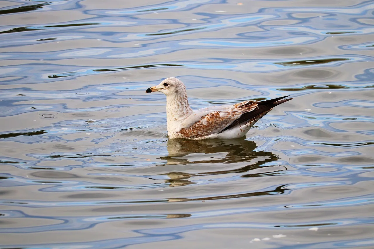 Shirley's Bay birding