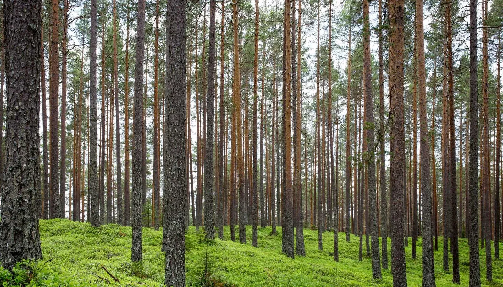 Families enjoying interactive activities at the Summer Solstice Indigenous Festival.
