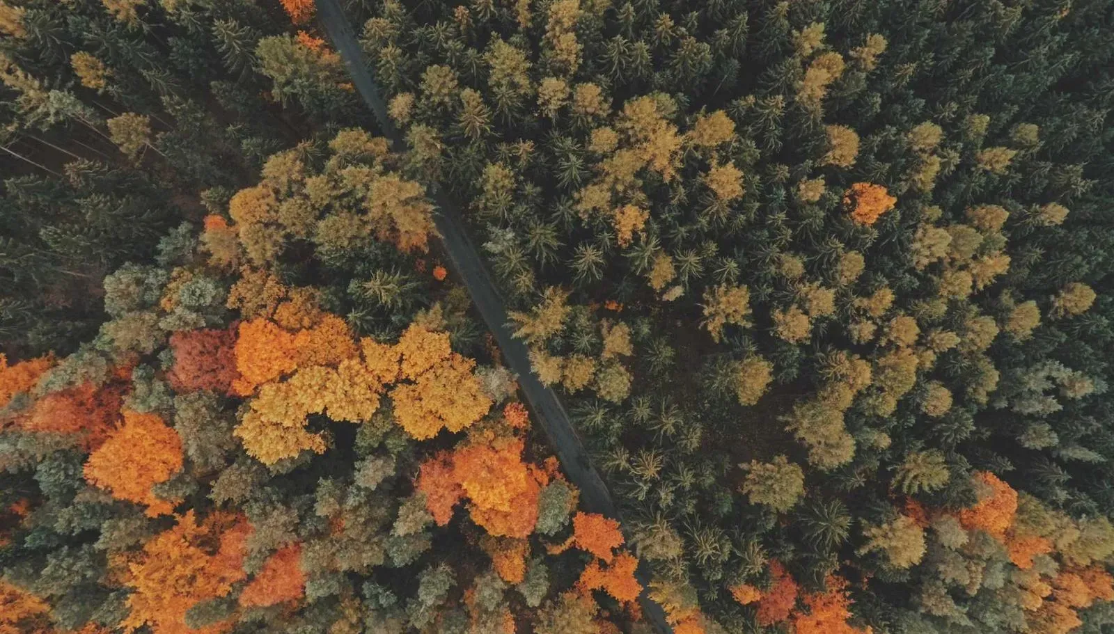 Visitors browsing Indigenous arts and crafts at the festival.