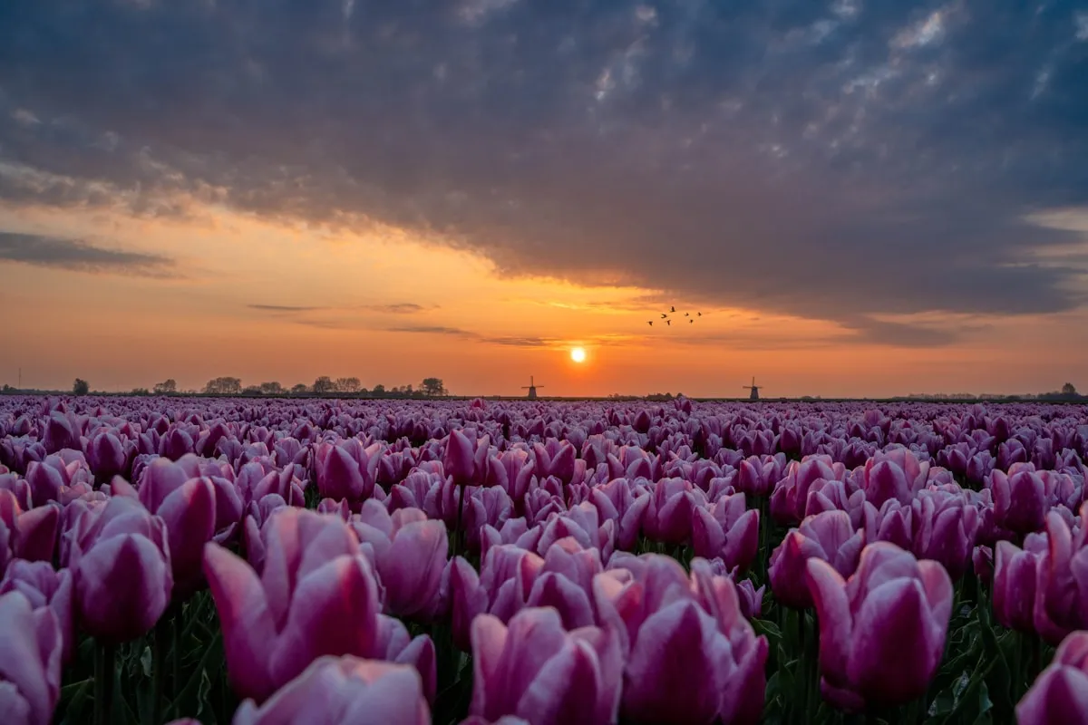 Historic photo of Princess Margriet with tulips
