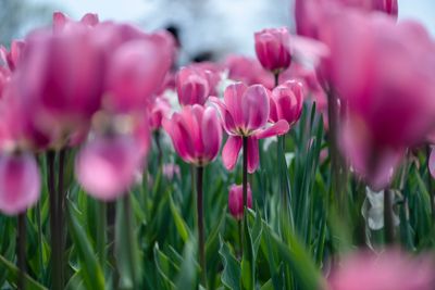 Tulip Festival Ottawa Guide: Dates, Locations, Transit Tips