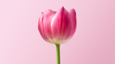 Tulips Ottawa: Where to See, Best Spots & Photography Guide