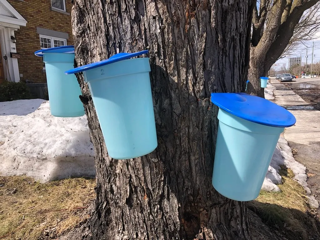 Maple sap collection on a residential street in Ottawa during late winter