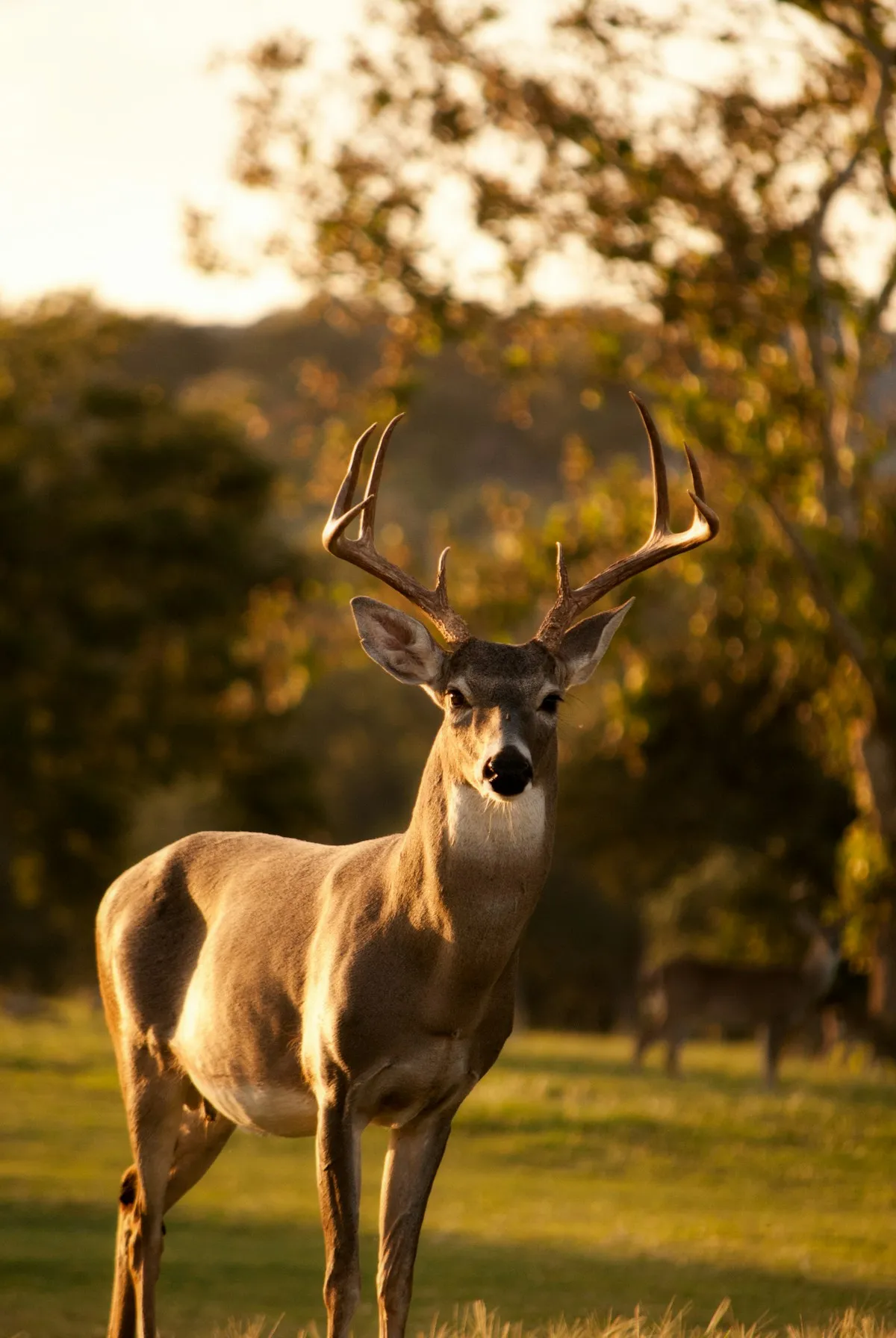 White-tailed deer crossing a road at dusk