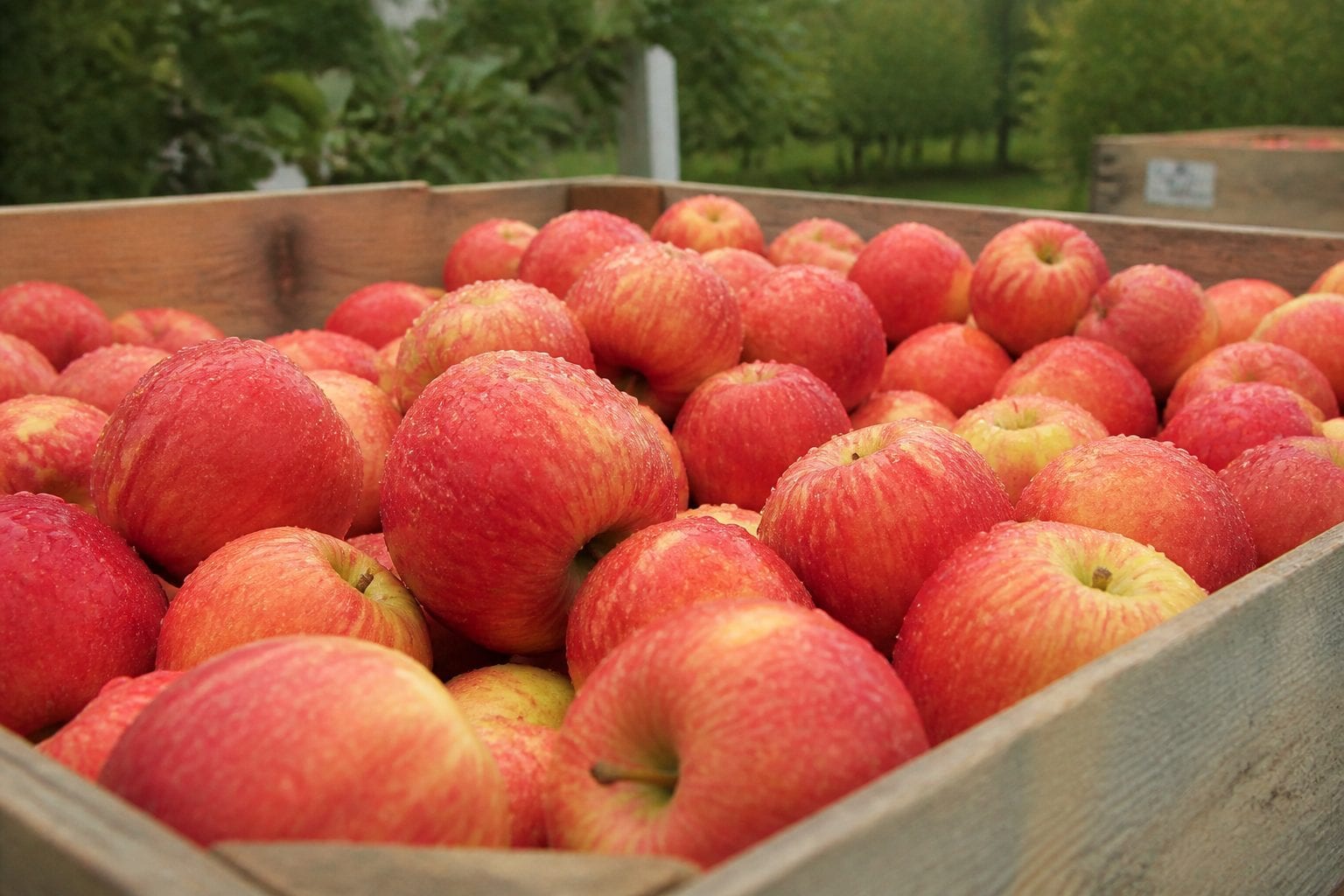 Rows of apple trees at Mountain Orchards